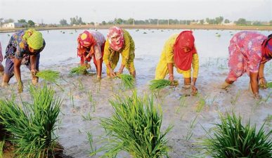 Punjab Announces New Paddy Transplantation Schedule