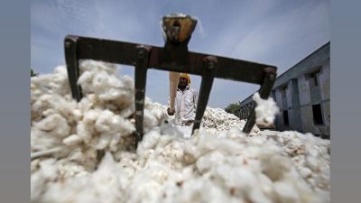 Punjab Government Subsidises BT Cotton Seeds for Farmers