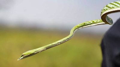 Rediscovery of Long-Snouted Vine Snake in India
