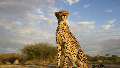 Reviving the Indian Cheetah Through Gene Editing