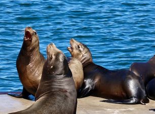 Sea Lion Aggression Linked to Algal Bloom Crisis