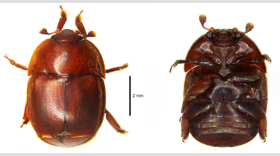Small Hive Beetle Identified in India