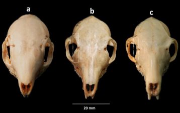 South Asian Treeshrews