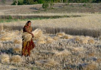 Stubble Burning Ban in Madhya Pradesh’s Farming Sector
