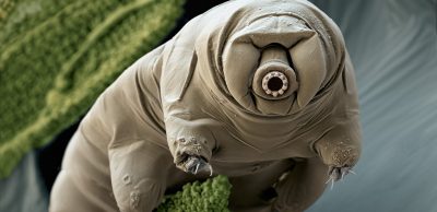 Tardigrades in Space Research