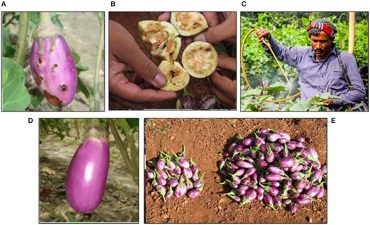 The Paradox of Genetically Modified Crops in India