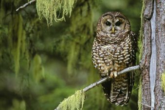 Trump Proposes Changes in Endangered Species Act