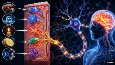 Types of Receptors (Photo, Chemo, Thermo, Mechano)