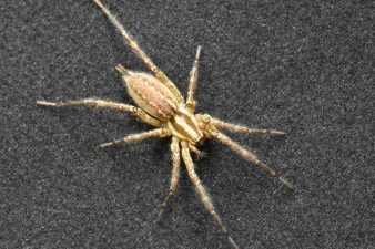 Urban Spiders Create Sound-Proof Webs