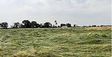 Vembur Sheep Threatened by SIPCOT Project