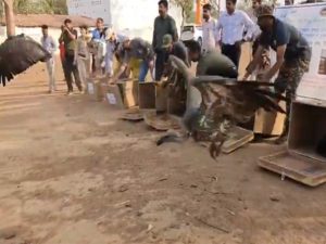 Vulture Conservation Efforts in Madhya Pradesh