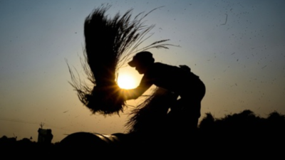 Breakthrough Genome-Edited Rice Varieties in India