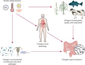 Climate Change and Its Impact on Gut Microbiota