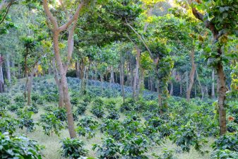 Coffee Agroforests
