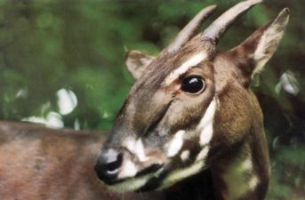 Genome Mapping of the Rare Saola Mammal