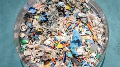 Impact of Plastic Pollution on Seabird Health