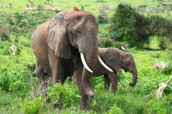 Impact of Social Disruption on Elephant Societies