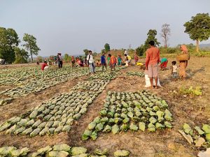 Kendu Leaves Trade Deregulation in Odisha’s Gram Sabhas