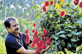 Mango Production Challenges Amid Climate Change