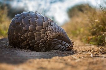 Pangolin Scale and Ivory Trafficking Trends