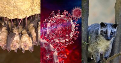 SARS-CoV-2 Origin Linked to Wildlife Trade Research