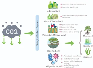 Tree Plantation and Carbon Sequestration in India