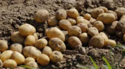 Establishment of International Potato Center in India