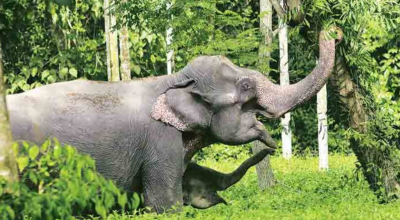 Project Elephant Review Highlights Key Conservation Efforts