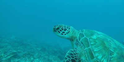 Marine Protected Areas and Sea Turtle Conservation