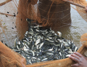 Transformative Impact of Fisheries Schemes in Jammu and Kashmir