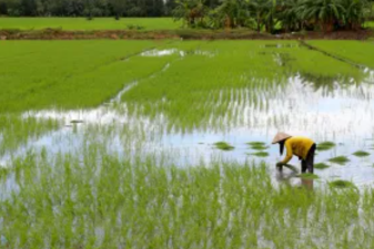 ADT 59 Rice Variety Boosts Cauvery Delta Farming