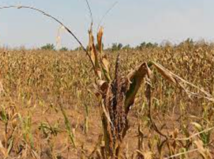 Climate Change Impact on Global Crop Yields
