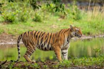 Namdapha Tiger Reserve Forest Land Diversion Approved