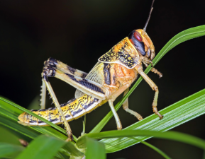 Innovative Pheromone-Based Locust Control Strategies 2025