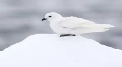 Bird Endemism in Antarctica and Southern Hemisphere Revealed