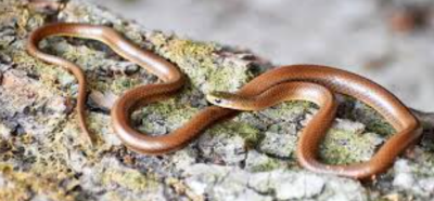 Kerala Leads India’s New Faunal Discoveries in 2024