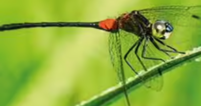 New Dragonfly Species Lyriothemis Abrahami Discovered