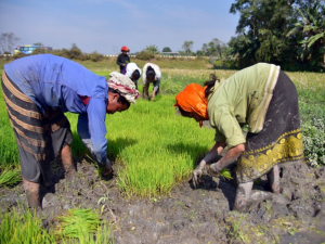India’s Inflation and Agricultural Outlook Improve in 2025
