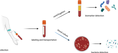 Portable Electrochemical Biosensor for Rapid Sepsis Detection