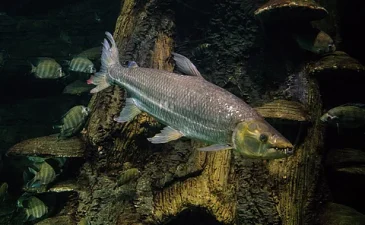 Africa’s Freshwater Fish Crisis and Recovery Plan