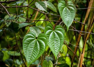 Alien Plant Invasion Threatens Tropical Biodiversity