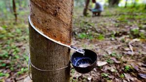 Ambrosia Beetle Threatens Kerala Rubber Plantations