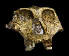 Ancient Enamel Proteins Reveal Mammal Evolution Secrets
