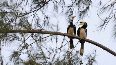 Centre of Excellence for Hornbill Conservation Launched