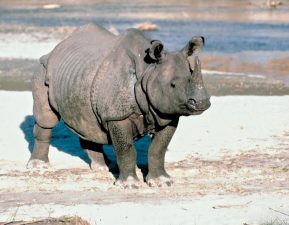 Genetic Analysis Advances Rhino Conservation in Assam