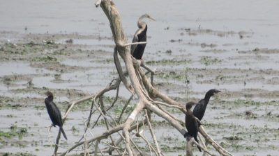 India’s Bird Population Faces Significant Decline