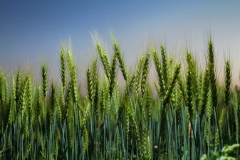 India’s Green Revolution and CIMMYT’s Future Challenges