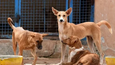 Kerala Launches Mobile Sterilisation Units For Stray Dogs