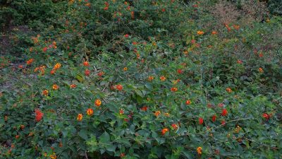 Lantana Camara Invasion Threatens Himachal Pradesh Forests
