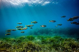 Mediterranean Marine Heatwave Signals Climate Crisis
